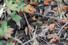 Altinote ozomene nox