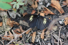 Altinote ozomene nox