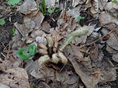 Polystichum braunii image