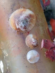 Crepipatella lingulata