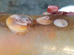 Crepipatella lingulata