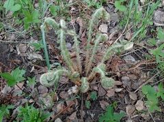 Polystichum braunii image