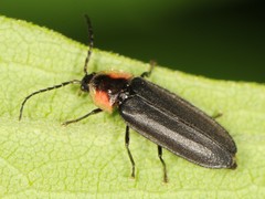 Pyropyga decipiens