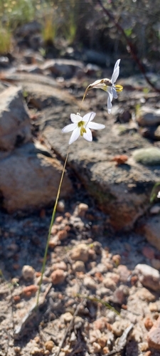 Capillary Kalossie (Ixia capillaris)