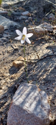 Image of Ixia capillaris by (c) Danie Palm, some rights reserved (CC BY)