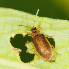 Galerucella calmariensis