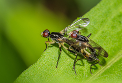 Cordilura