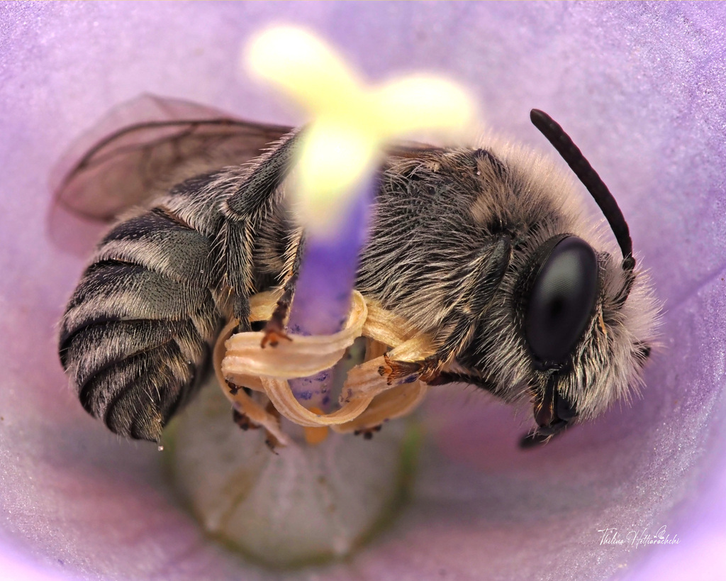 Short-horned Cellophane Bee