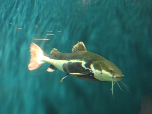 Red Tail Catfish
