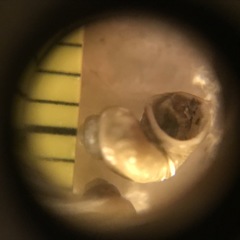 Pyrgulopsis
