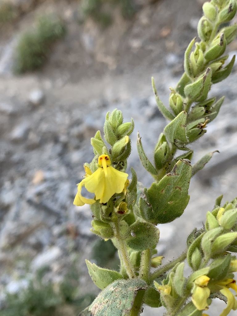 Rhynchocorys odontophylla