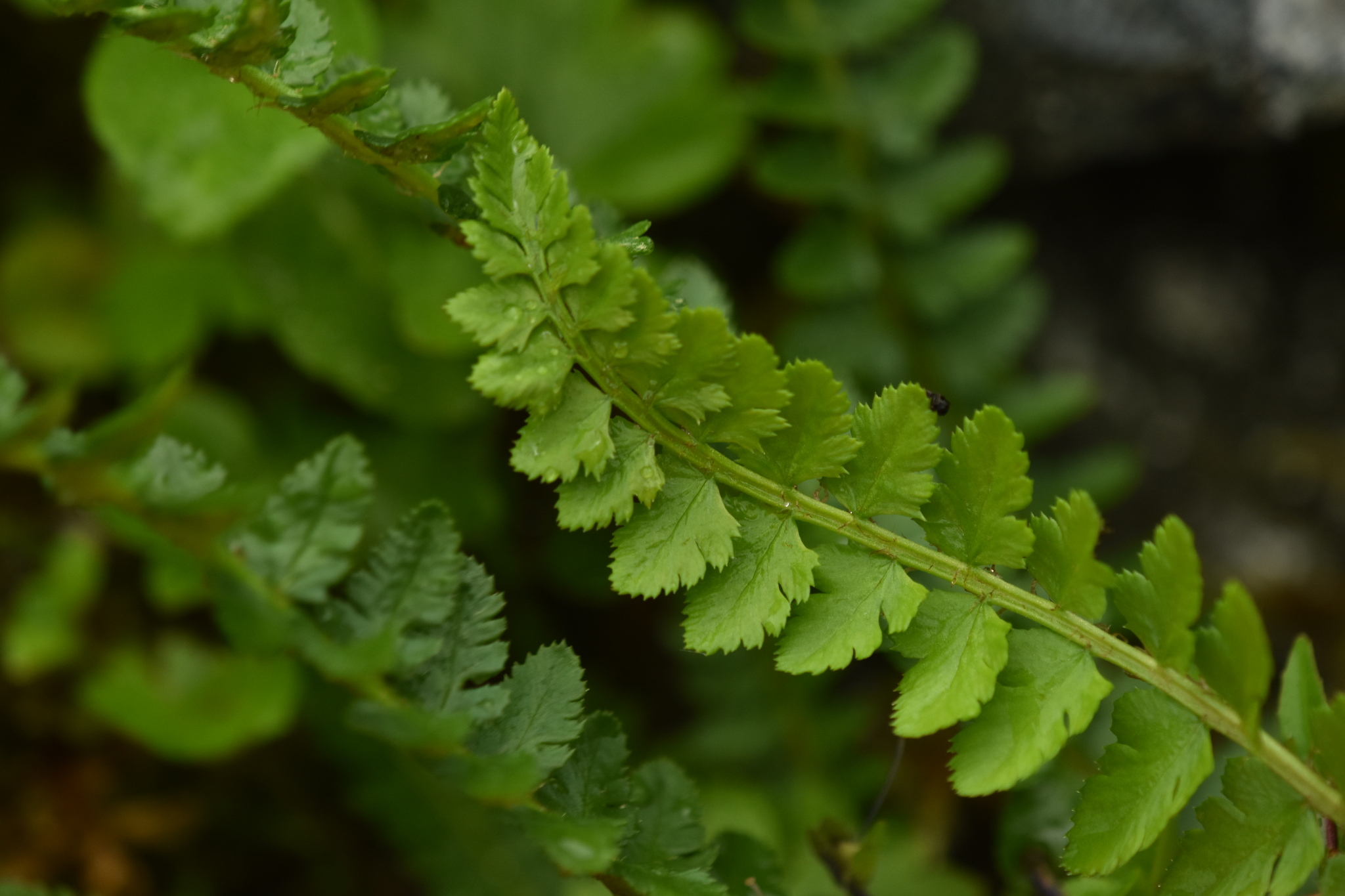 Polystichum aleuticum