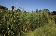 Echinochloa pyramidalis