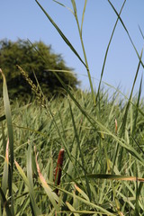 Echinochloa pyramidalis