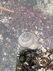 Calliostoma