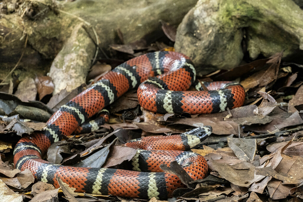 Central American Milksnake