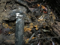 Psathyrella atrospora