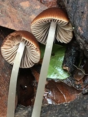 Psathyrella atrospora