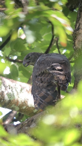 Crested Eagle (Morphnus guianensis)
