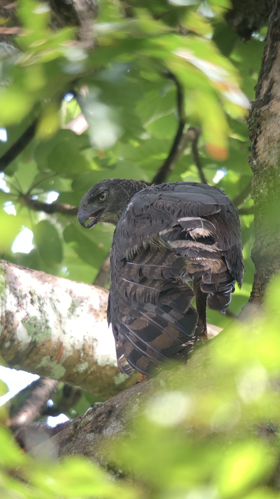 Crested Eagle (Morphnus guianensis)