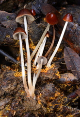 Psathyrella atrospora