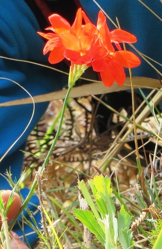Image of Gladiolus nerineoides by (c) linkie, some rights reserved (CC BY)