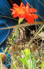 Gladiolus nerineoides