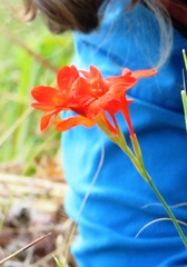Gladiolus nerineoides