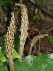Gastrodia molloyi