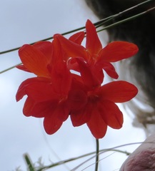Gladiolus nerineoides