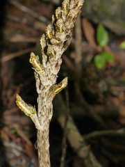 Gastrodia molloyi