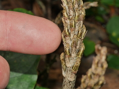 Gastrodia molloyi
