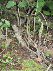 Gastrodia molloyi