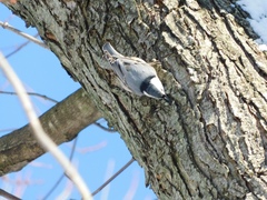 Sitta carolinensis