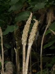 Gastrodia molloyi
