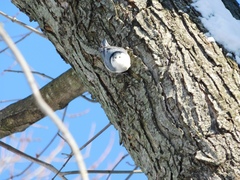Sitta carolinensis