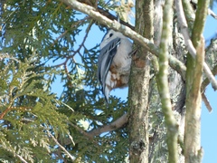 Sitta carolinensis