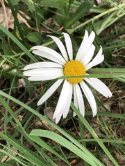 Leucanthemella serotina, photograph (c) Bob, some rights reserved (CC BY)
