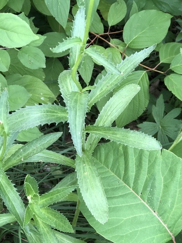 Leucanthemella serotina, photograph 2