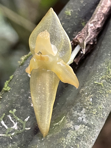 Pleurothallis variabilis