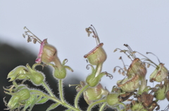 Nicotiana otophora, photograph aacocucci, CC BY, iNaturalist via GBIF