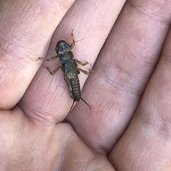 Hesperoperla pacifica