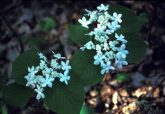 Viburnum lantanoides image