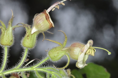 Nicotiana otophora