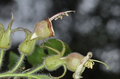 Nicotiana otophora, photograph aacocucci, CC BY, iNaturalist via GBIF