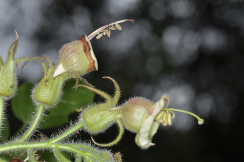 Nicotiana otophora, photograph 2