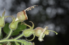 Nicotiana otophora, photograph aacocucci, CC BY, iNaturalist via GBIF