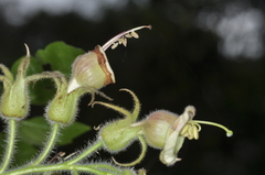 Nicotiana otophora, photograph aacocucci, CC BY, iNaturalist via GBIF