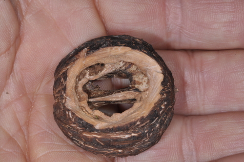 Image of Juglans australis by (c) aacocucci, some rights reserved (CC BY)