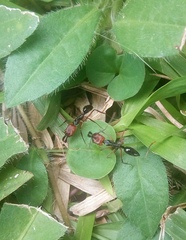 Odontomachus erythrocephalus